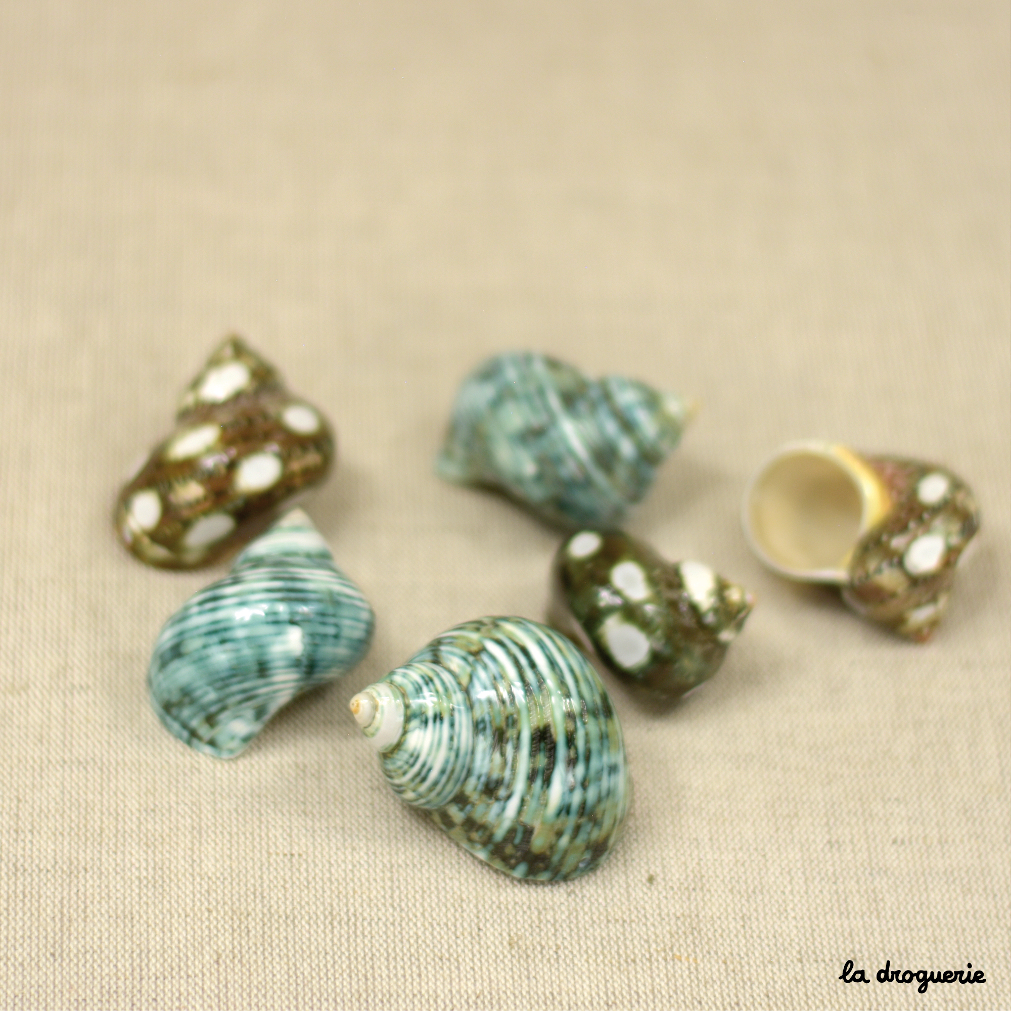Perle "Coquillage Nautile Turbo rond" 45 à 30 mm